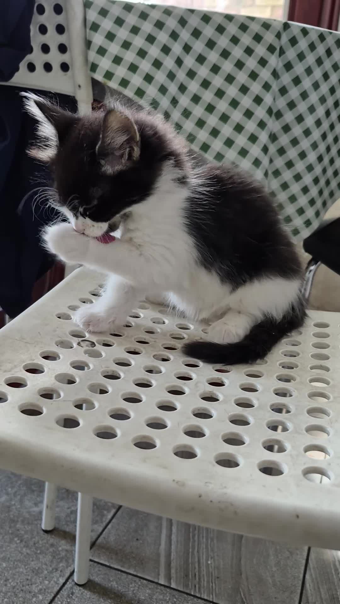 Mixed Breed cats for sale: 1/4 cute bengal kitten  - Video 1