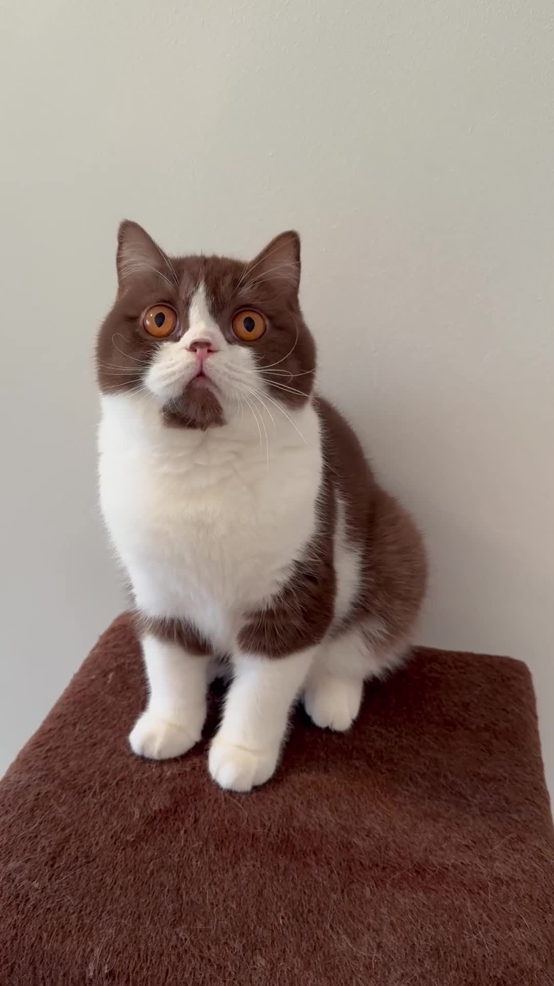 British Shorthair cats for sale: Pure Bred British Short Hair Love   - Video 1