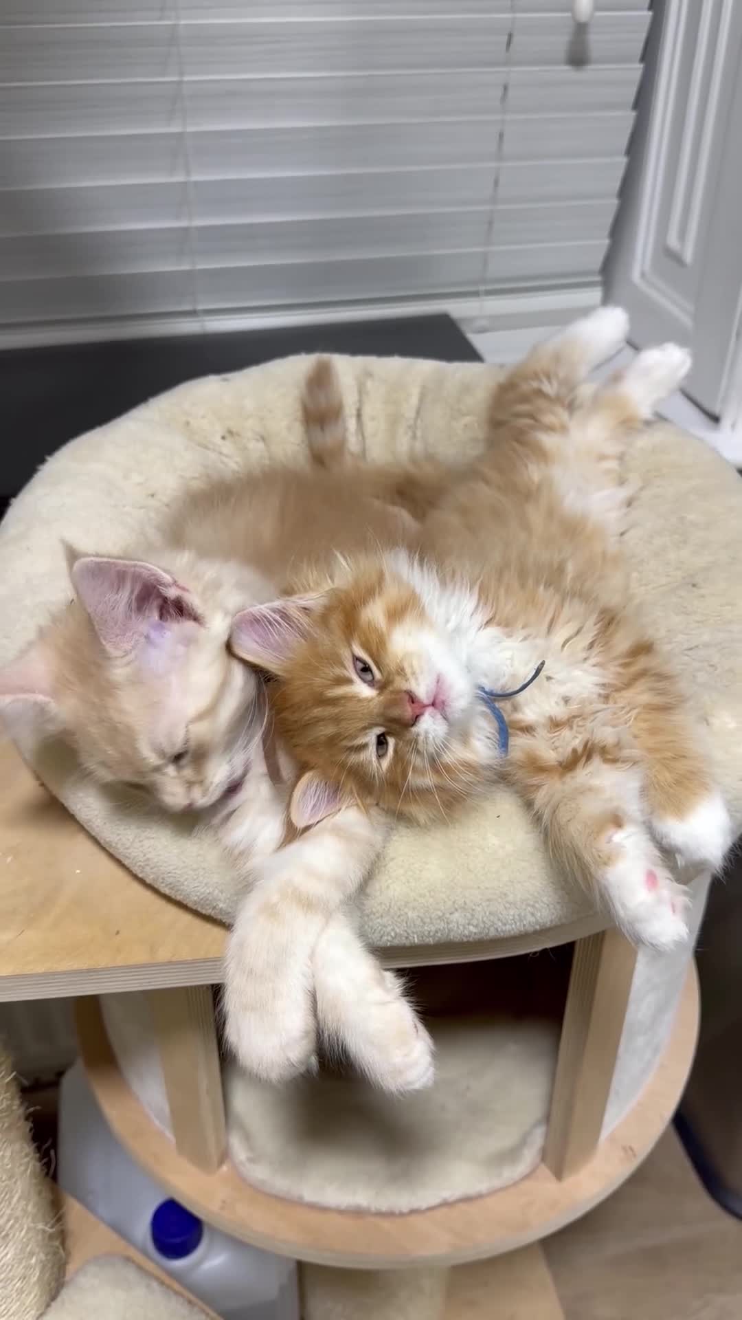 Maine Coon cats for sale: Beautiful friendly Maine Coon cross Kittens  - Video 1