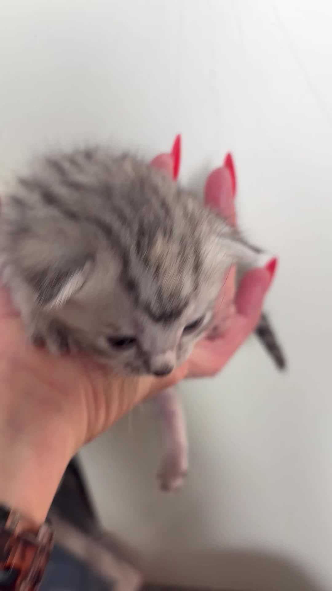 Mixed Breed cats for sale: Ragdoll × Silver / Ginger Tabby Kittens - Video 1