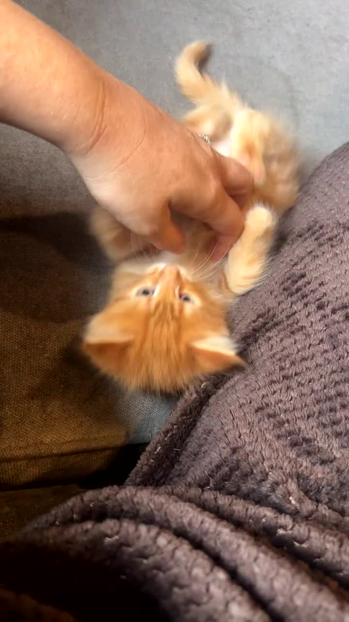 Maine Coon cats for sale: Maine coon kittens - Video 3