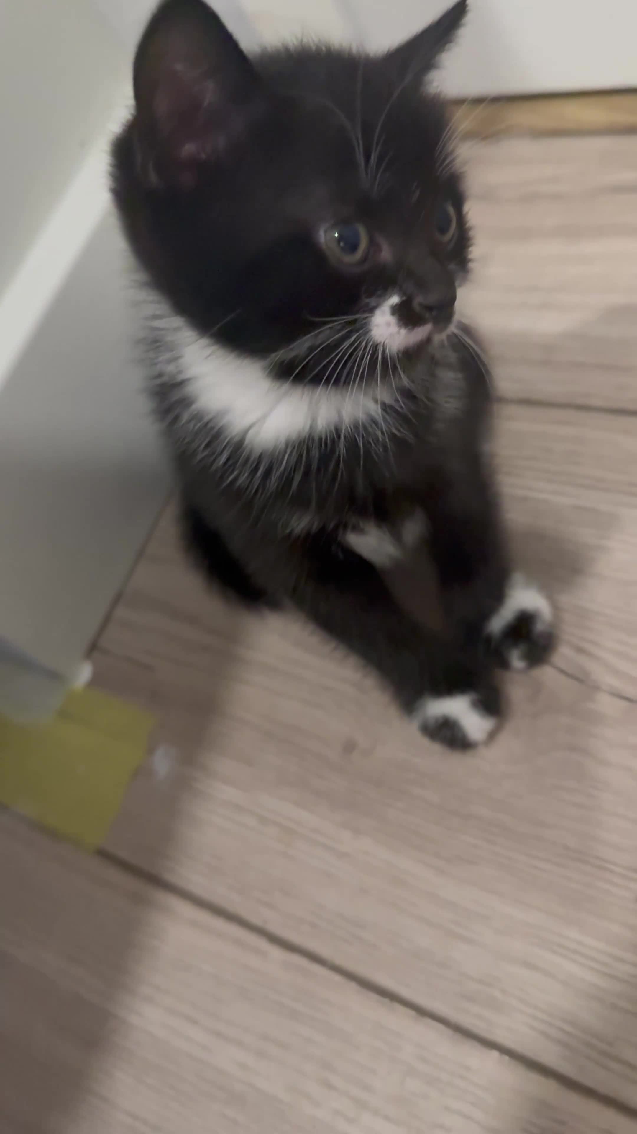 British Shorthair cats for sale: Beautiful mixed breed kittens  in Loughton - Video 2