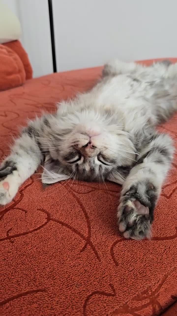 Maine Coon cats for sale: READY NOW GCCF Registered Maine Coon Kittens - Video 3