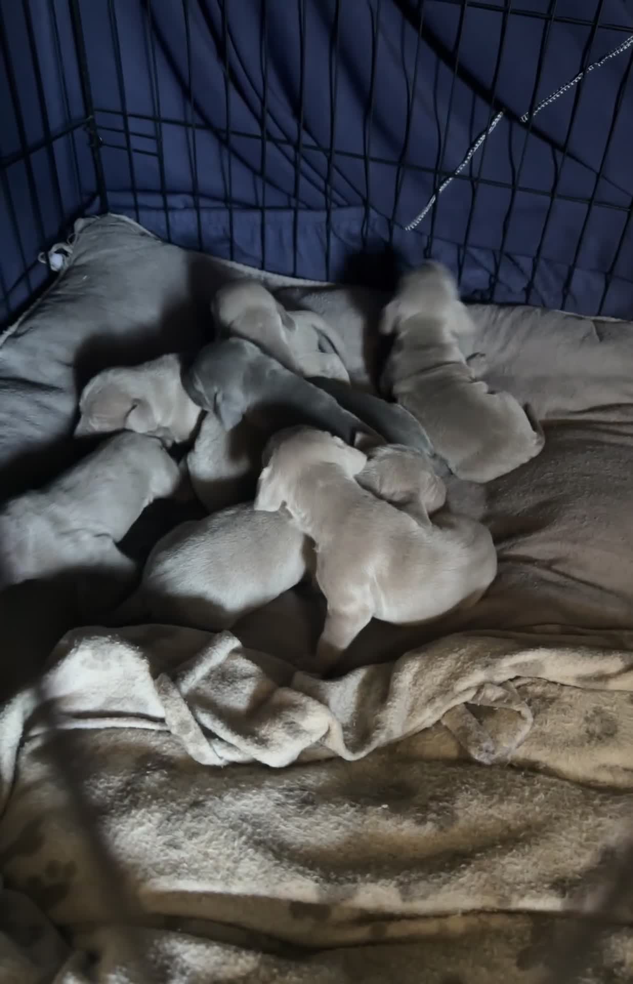 Weimaraner dogs for sale: (3 remaining!) 8 Stunning KC 🩷&💙 Weimaraner pups in Thetford - Video 1