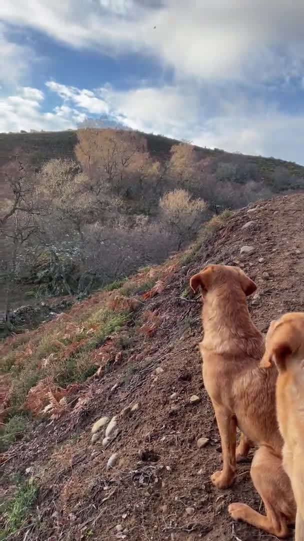 Labrador Retriever dogs for stud: Dark fox red KC working Labrador Stud in Inverness - Video 1