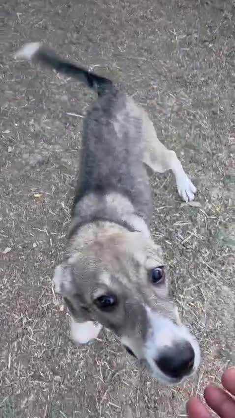 Mixed Breed dogs for adoption:  RUBY - a superb girl looking for a Loving Home - Video 1