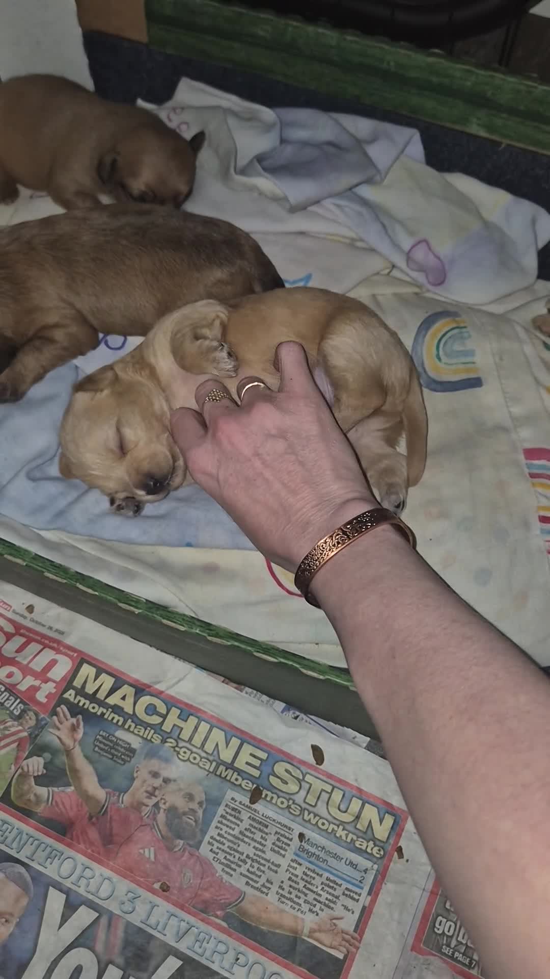 Chipoo dogs for sale: Beautiful chipoo puppys  - Video 3