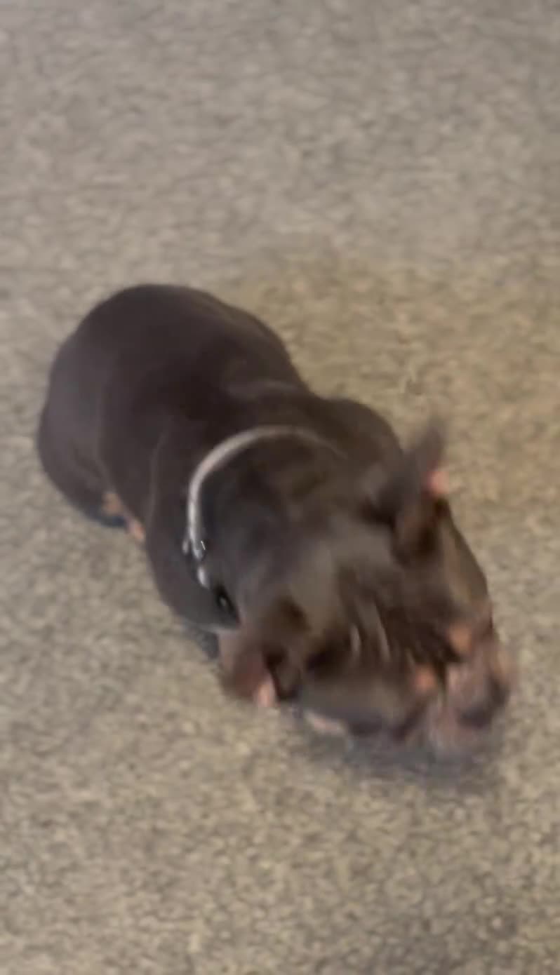 French Bulldog dogs for sale: Male French Bulldog Family Friendly - Video 1