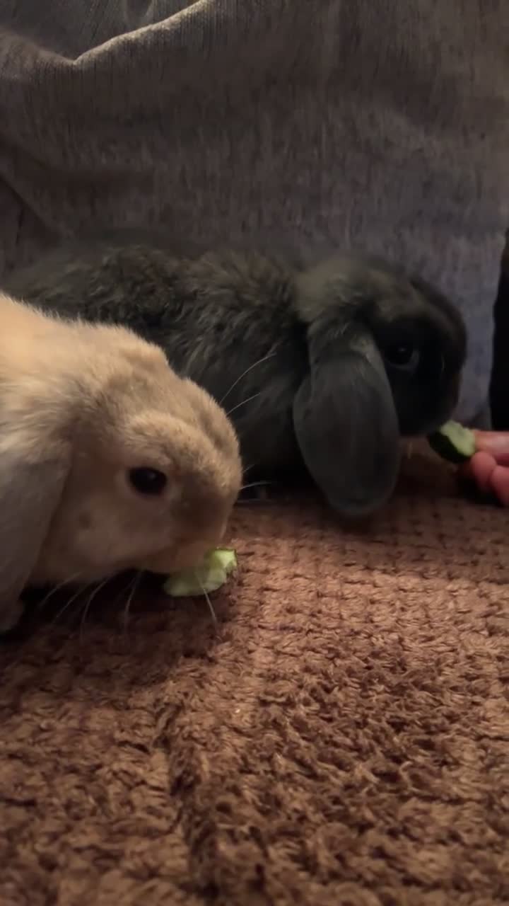 Mini Lop rabbits for sale: 2 mini lops - Video 2