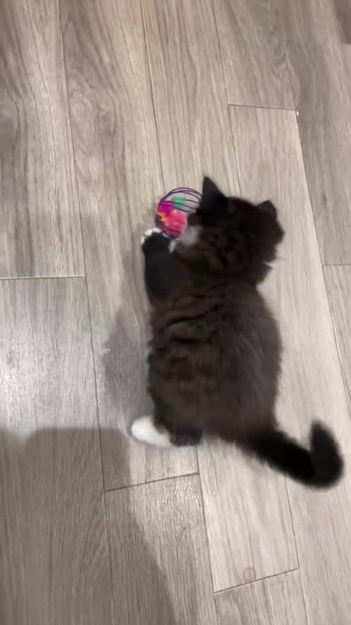 Mixed Breed cats for sale: Cute and playful kittens looking for a new home - Video 3