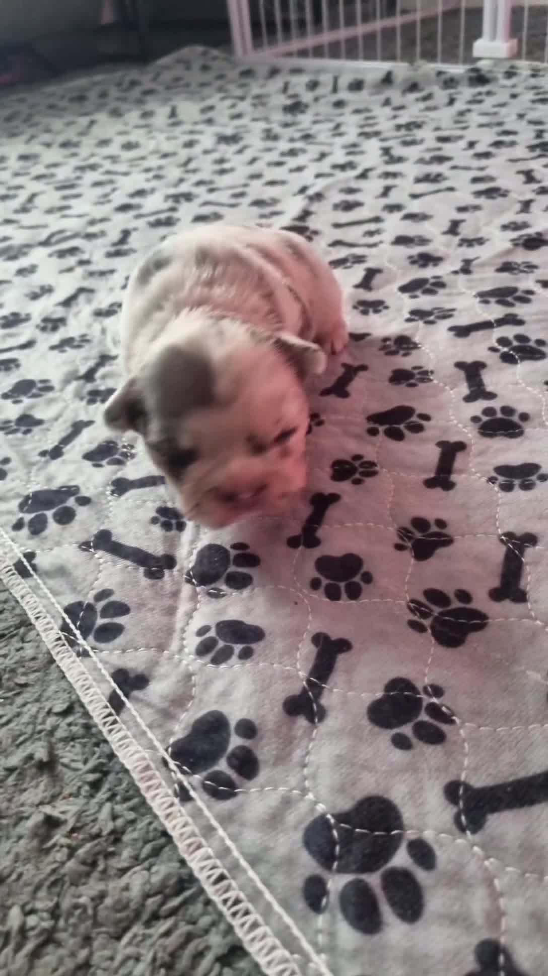 French Bulldog dogs for sale:  Open to offers Beautiful French Bulldog  - Video 5