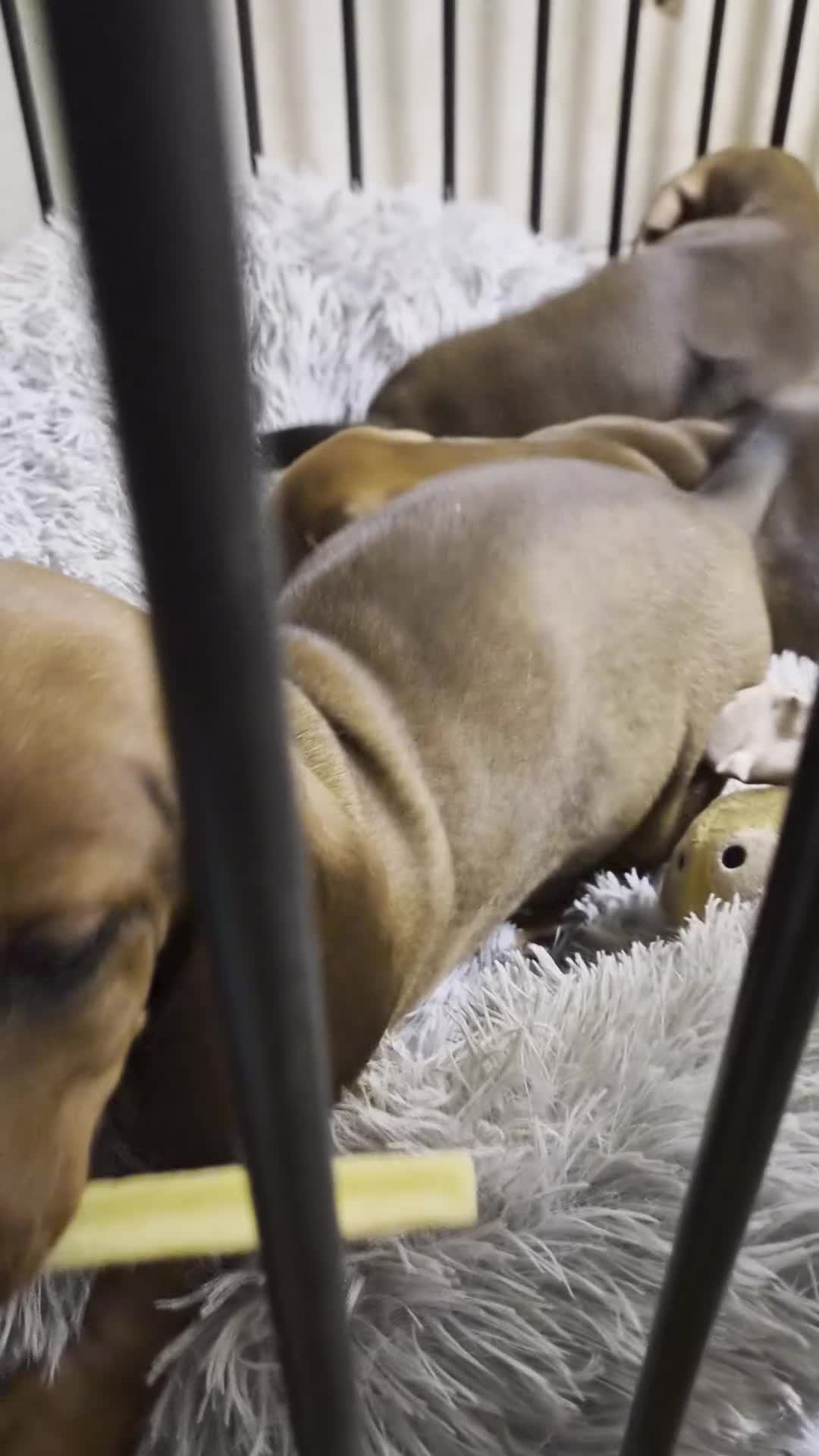 Dachshund dogs for sale: ❤️Super quality. Fully vaccinated and ready now❤️  - Video 1