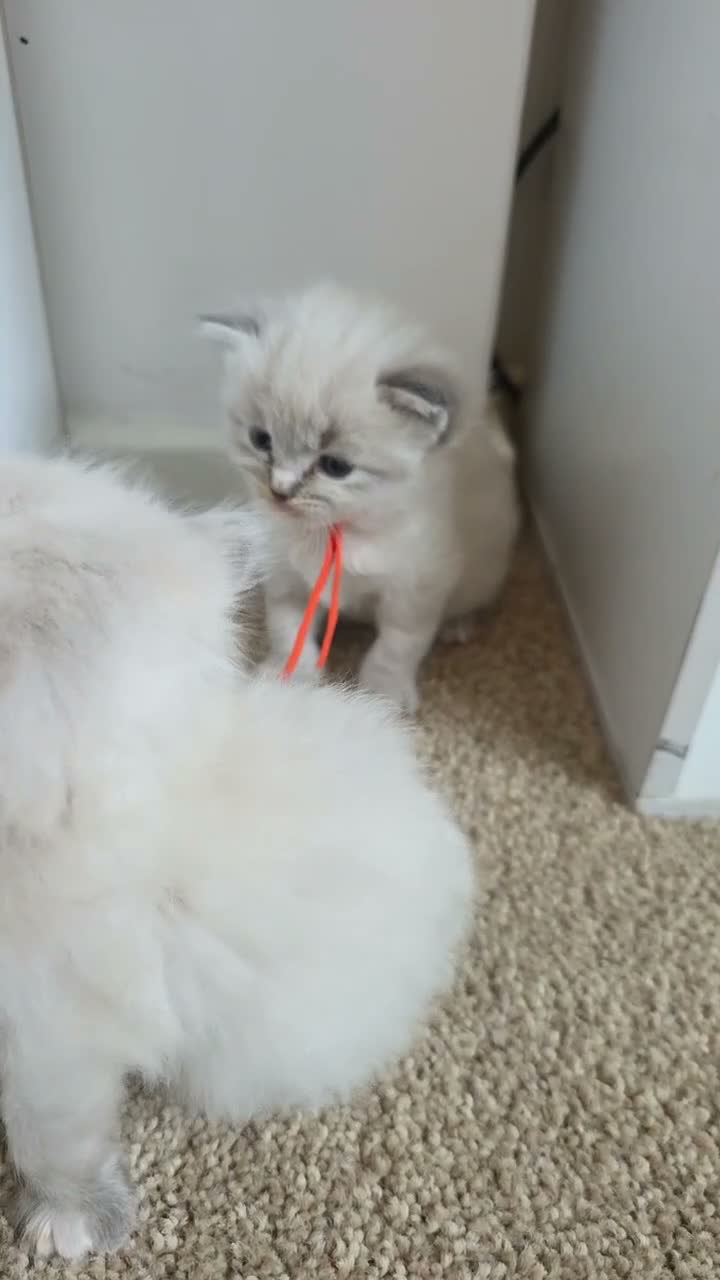 Ragdoll cats for sale: Accidental litter  - Video 2