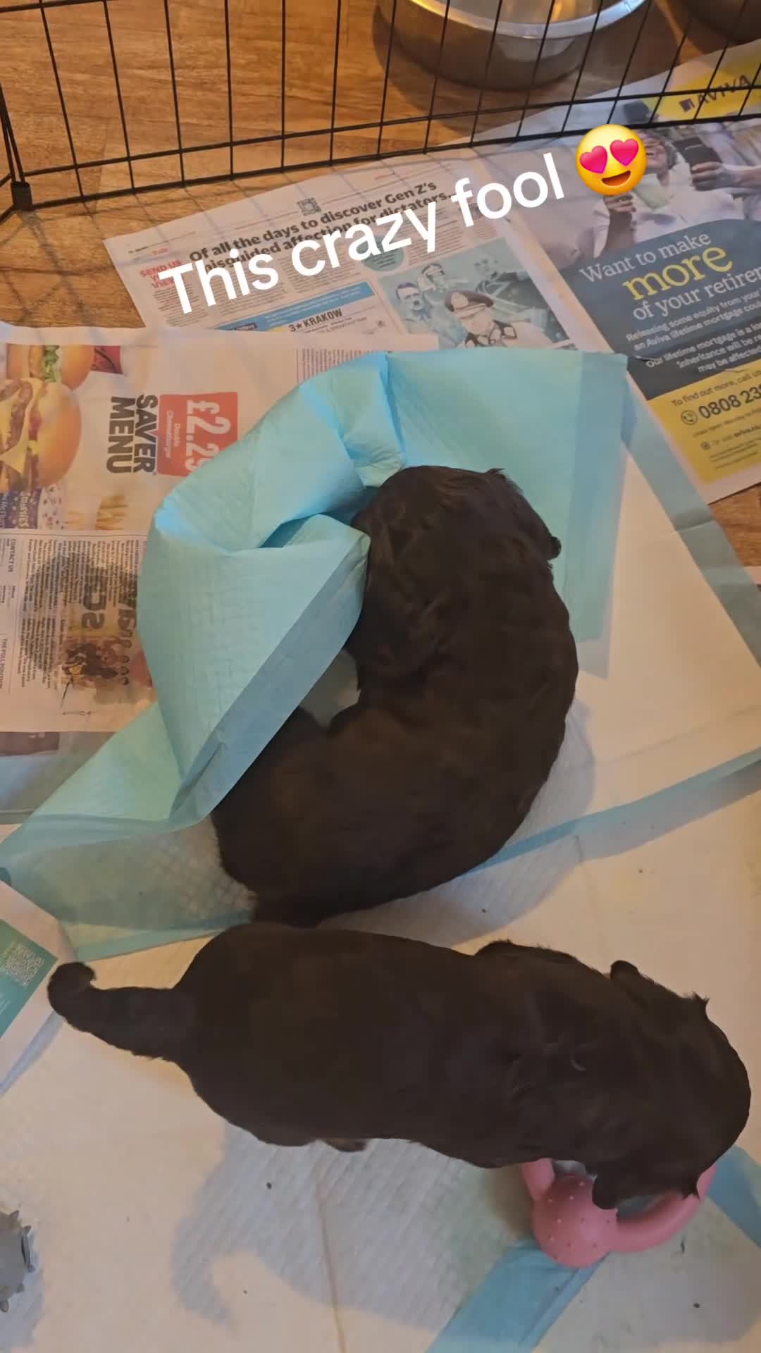 Cocker Spaniel dogs for sale: Cocker spaniel puppies - Video 1