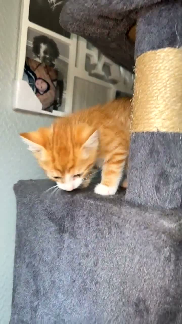 Mixed Breed cats for sale: Beautiful tabby x British long haired kittens 🩷💙 - Video 2