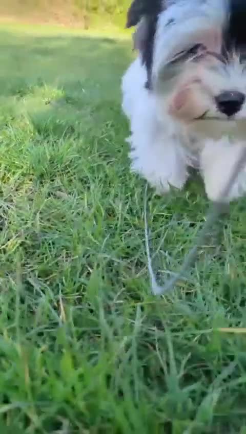 Yorkshire Terrier dogs for sale: Tiny Beautiful Girl 🩷& very Cute Boy💙available  - Video 1