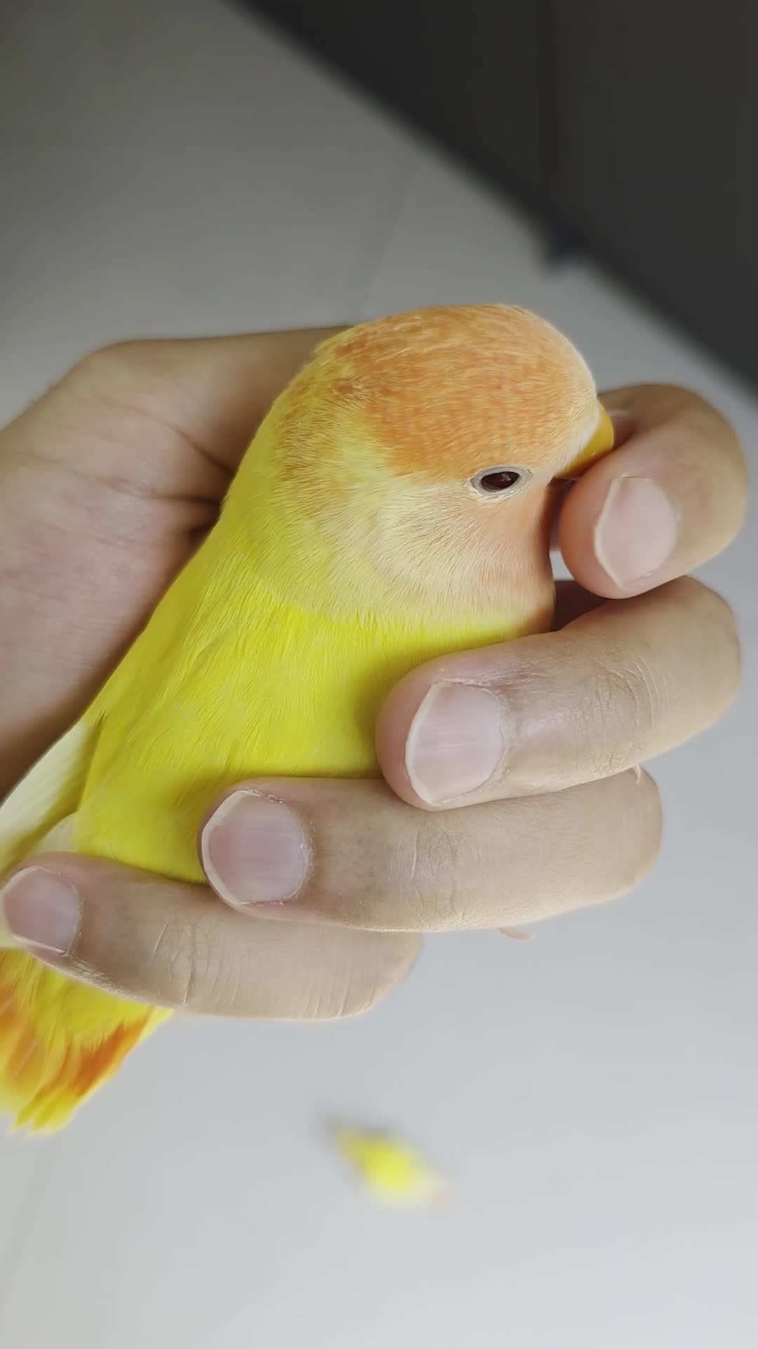 Lovebirds birds for sale: Super Tame, Cuddly, Hand-reared Baby Peachface  - Video 2