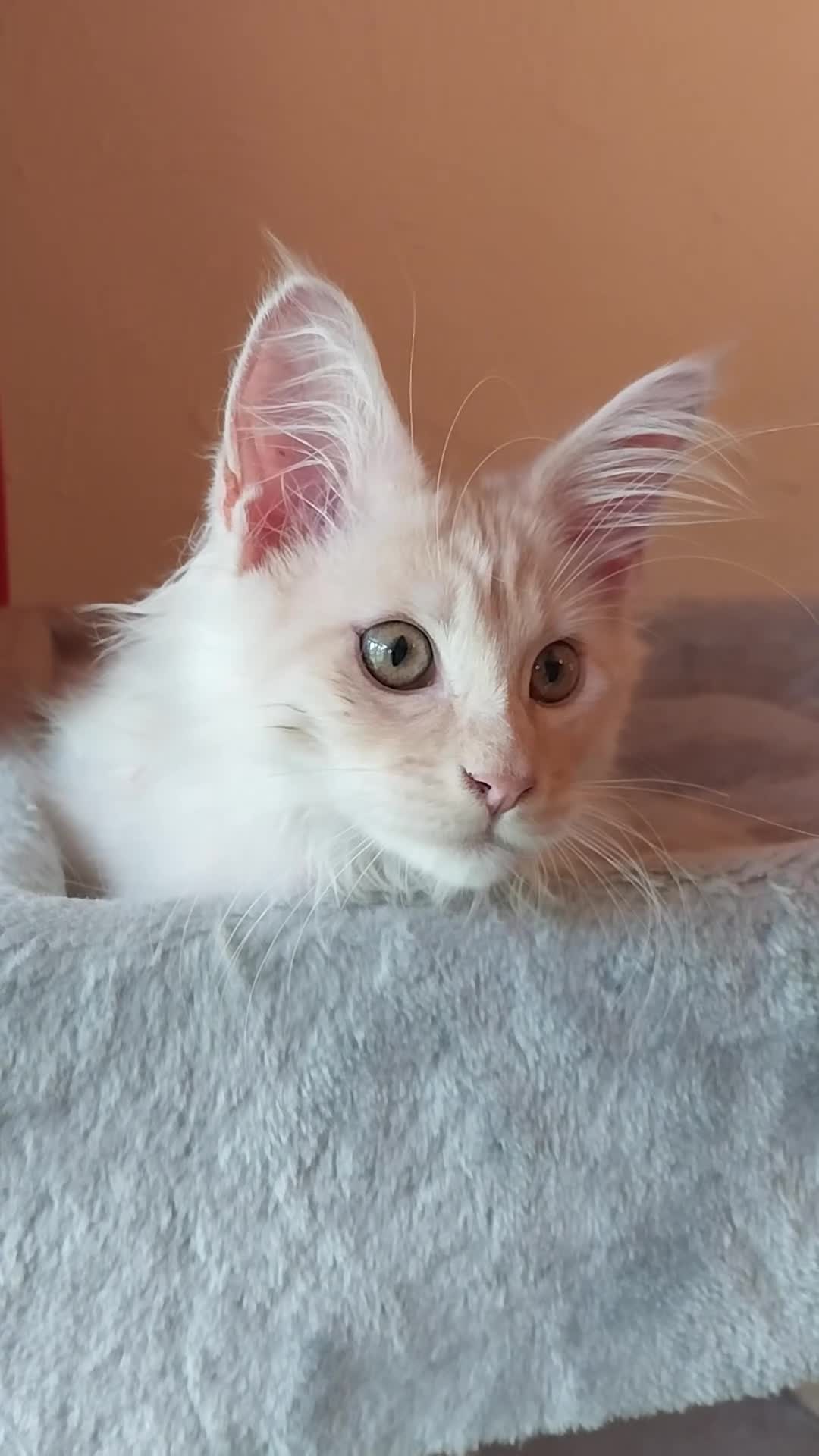 Maine Coon cats for sale: TICA Reg Maine Coon Kittens. Cream. Red. Tortie  - Video 1