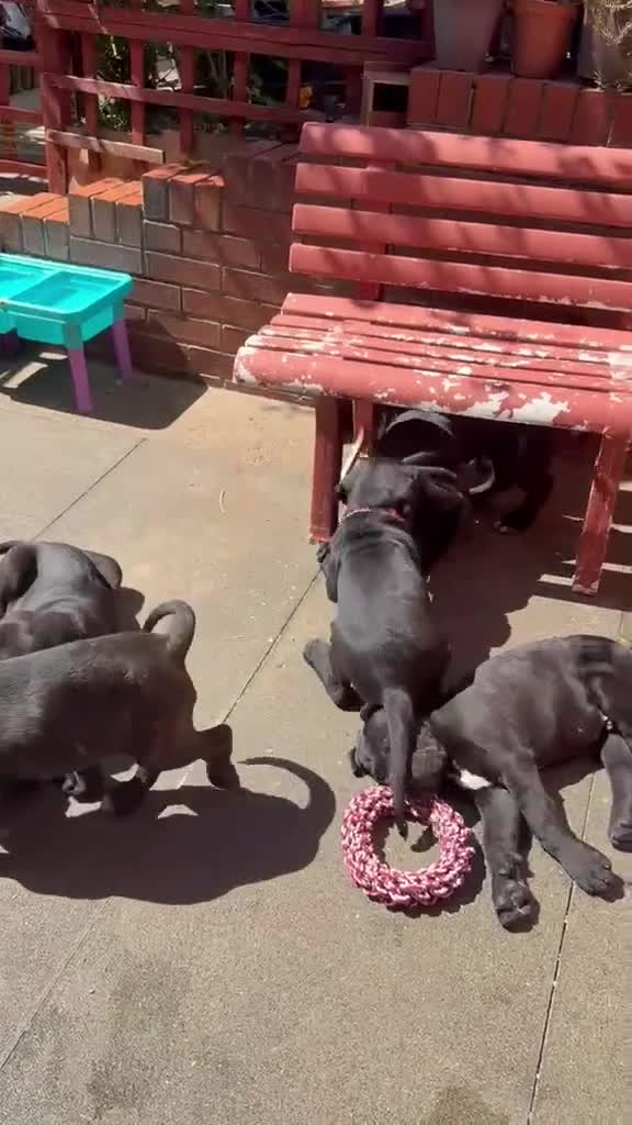 Cane Corso dogs for sale: Cane Corso for Sale- 4 girls&1Boy - Video 1