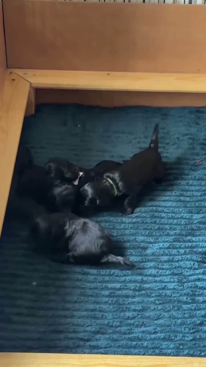 Cockapoo dogs for sale: Cockapoo Puppies – Taking Reservations 🐾 - Video 1
