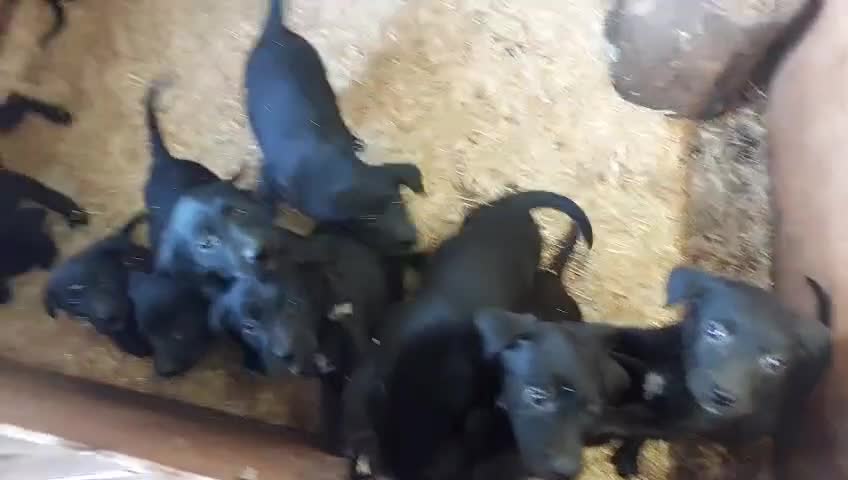 Springador dogs for sale: Springadors  in Llangefni - Video 2
