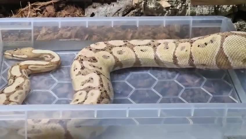 Python Snake reptiles for sale: BANANA BALL PYTHON - Video 1