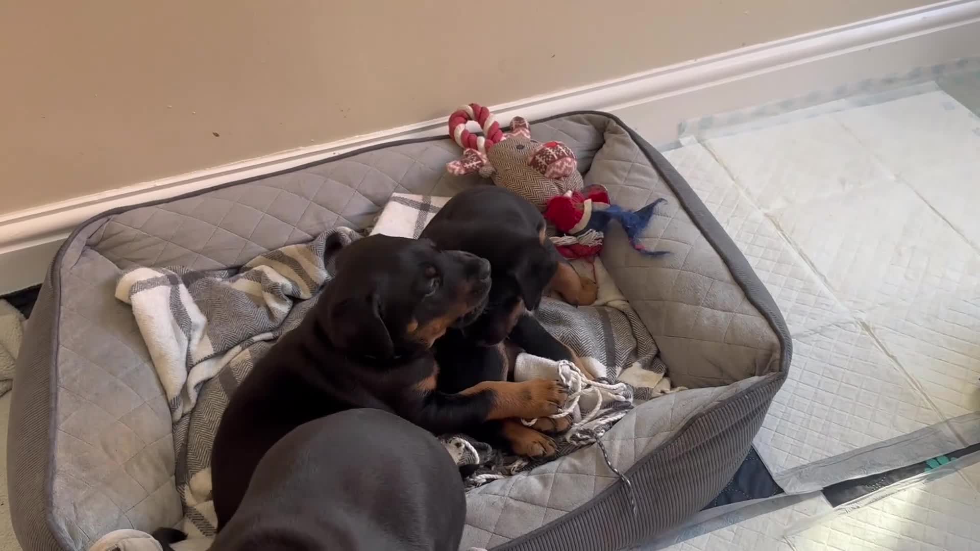Dobermann dogs for sale: Doberman puppies  in Sunderland - Video 2