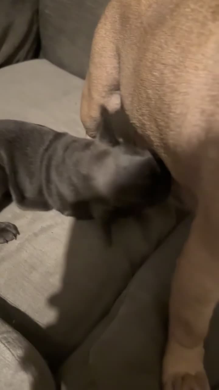 French Bulldog dogs for sale: Kc Registered French bulldog male last one in Leeds - Video 5