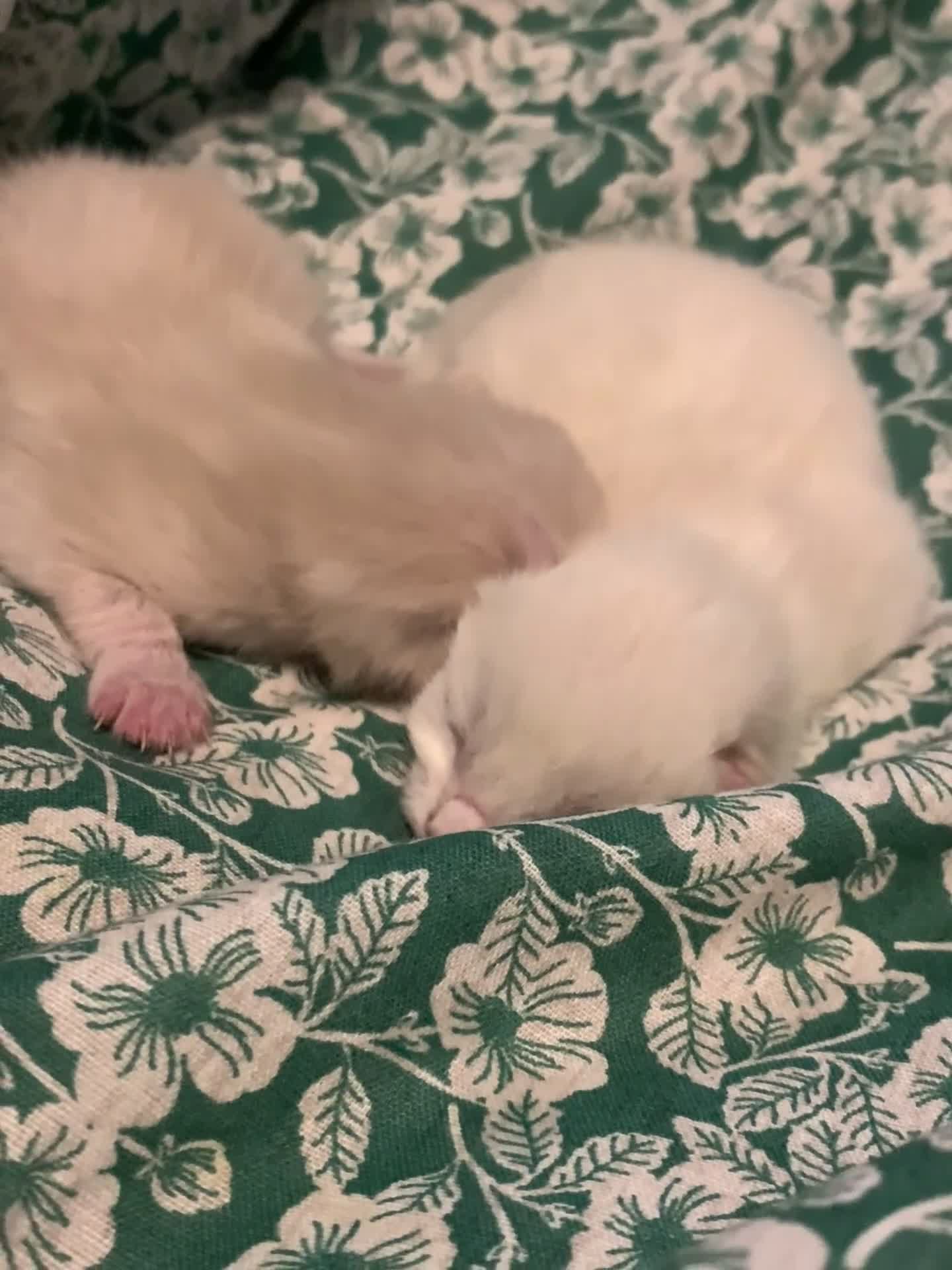 Siamese cats for sale: 🐾✨ White Siamese Maggir Became a Mum! ✨🐾 - Video 1