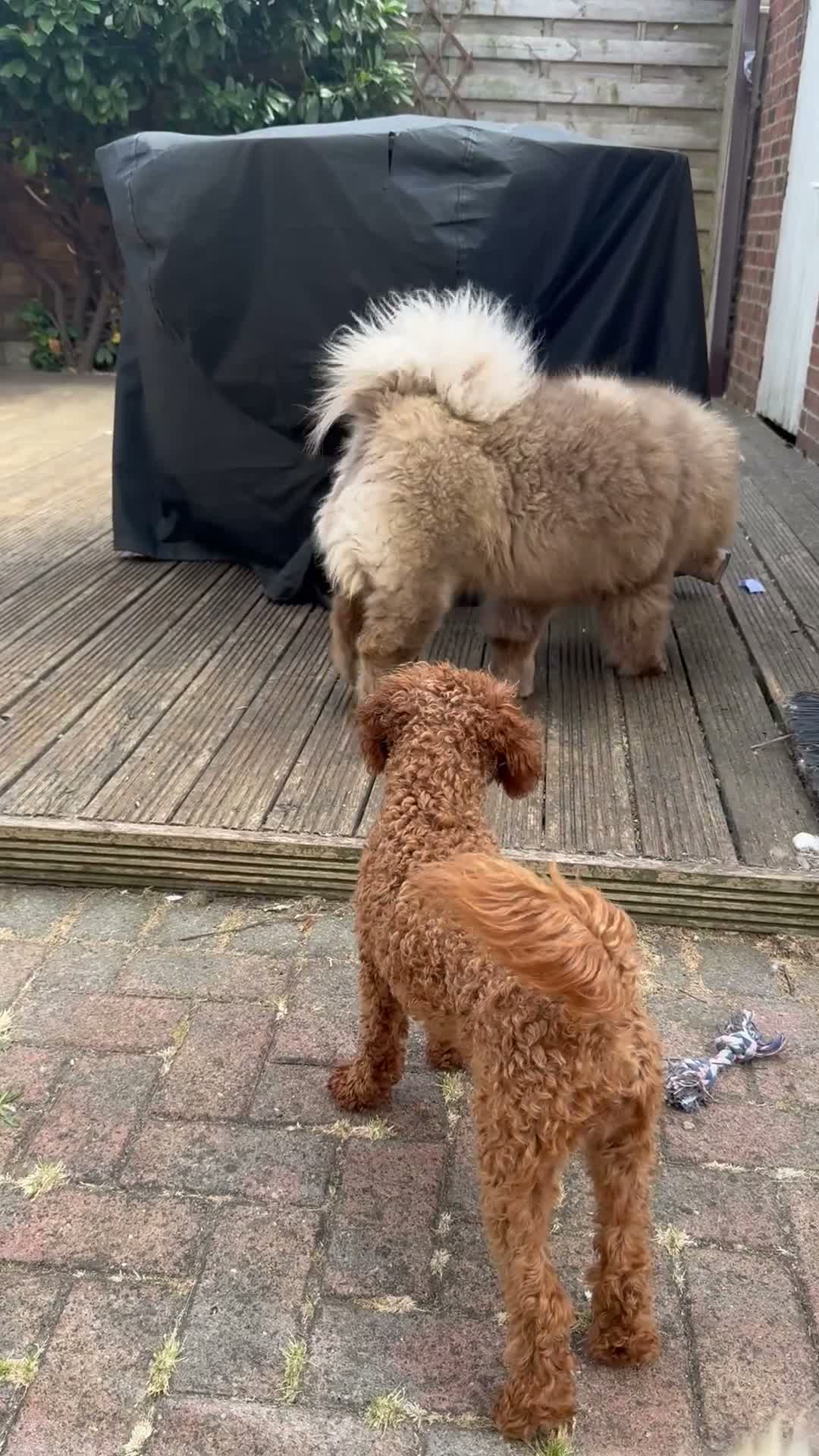 Chow Chow dogs for sale: 🐾KC stunning RARE hazel eyed chow girl, Evie 💛 - Video 1