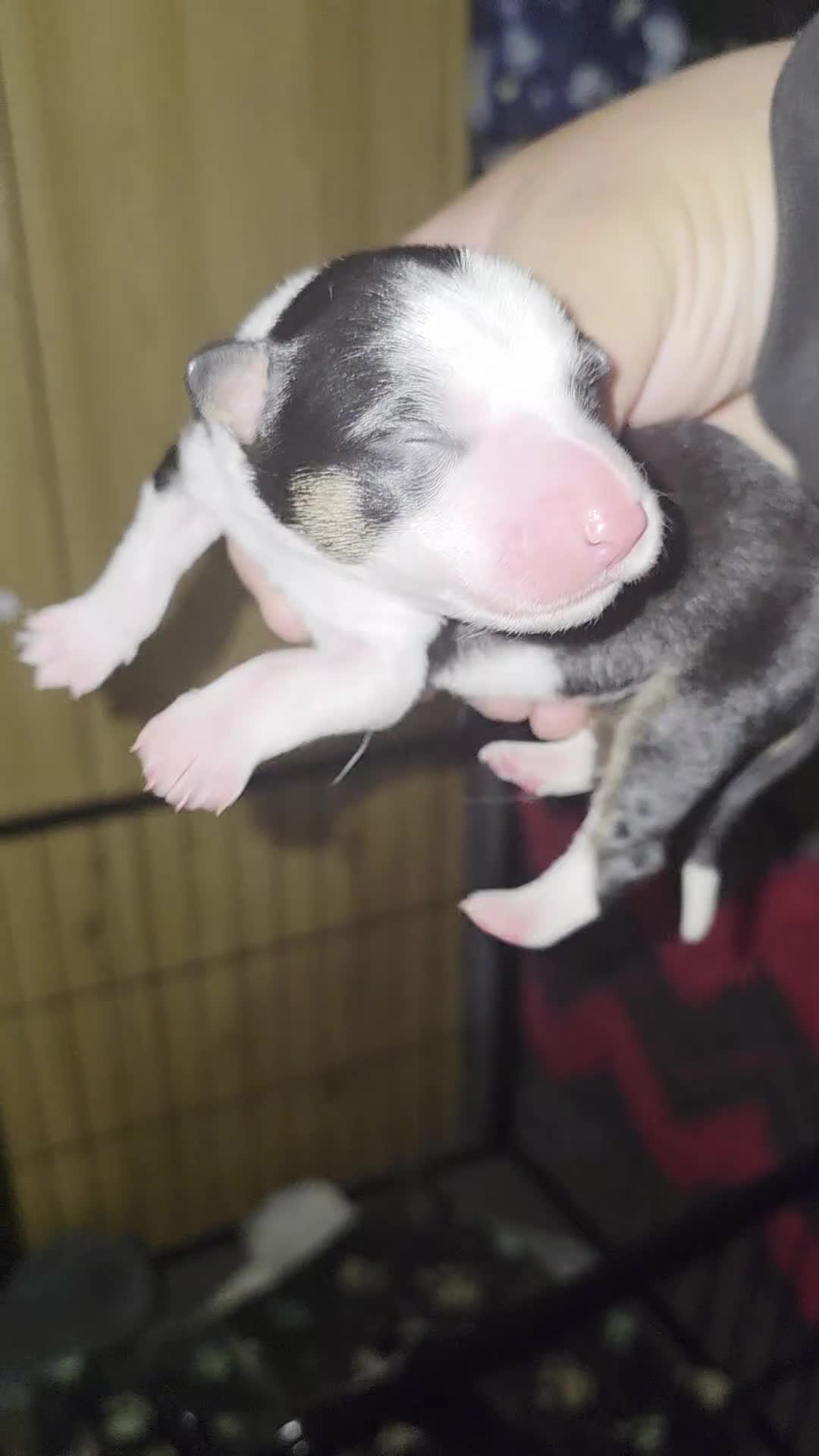 Mixed Breed dogs for sale: Welsh Collie Pups  - Video 2