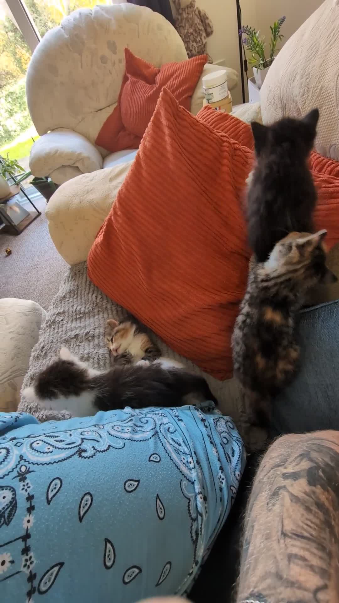 Mixed Breed cats for sale: 4 beautiful kittens for sale  - Video 3