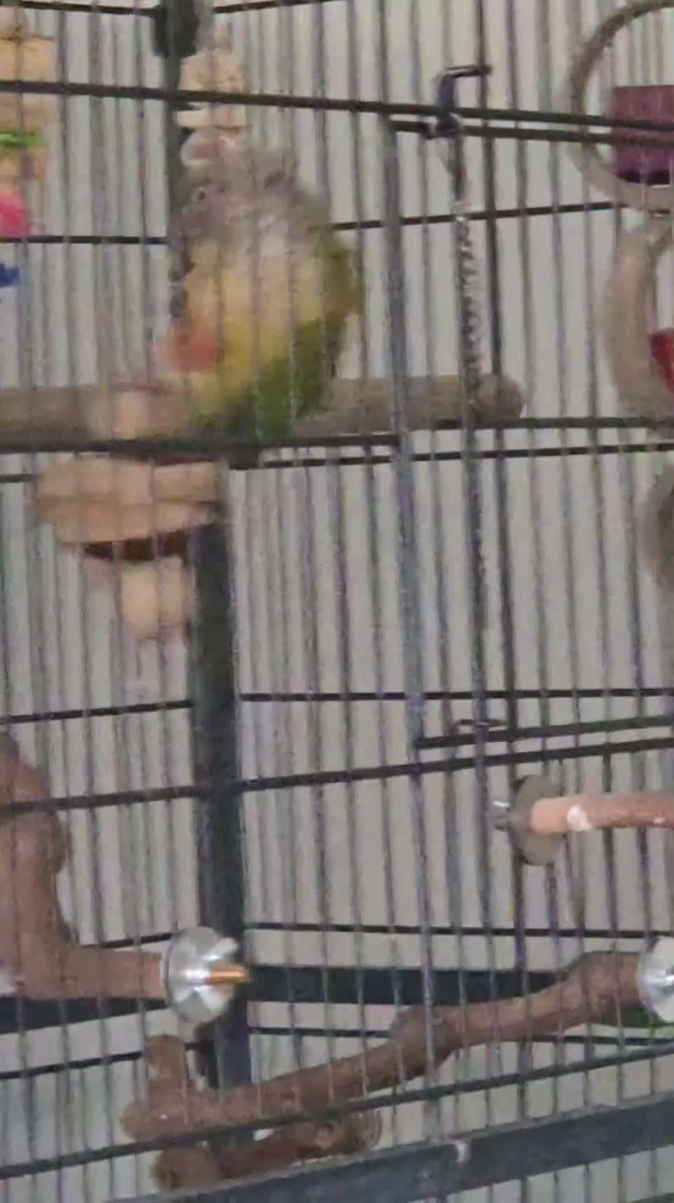 Conures birds for sale: Pineapple green-cheek conure called Iago. in Aylesbury - Video 1