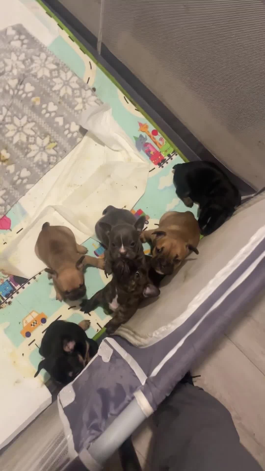 Mixed Breed dogs for sale: Puppy’s for sale  - Video 5