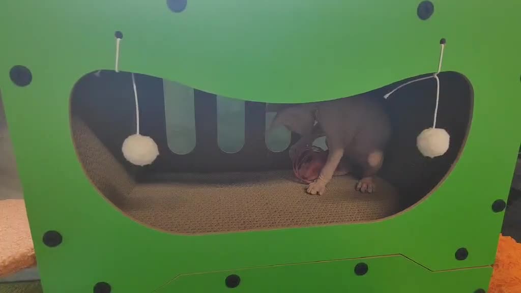 Sphynx cats for sale: Canadian Sphynx TICA REGISTERED. - Video 2