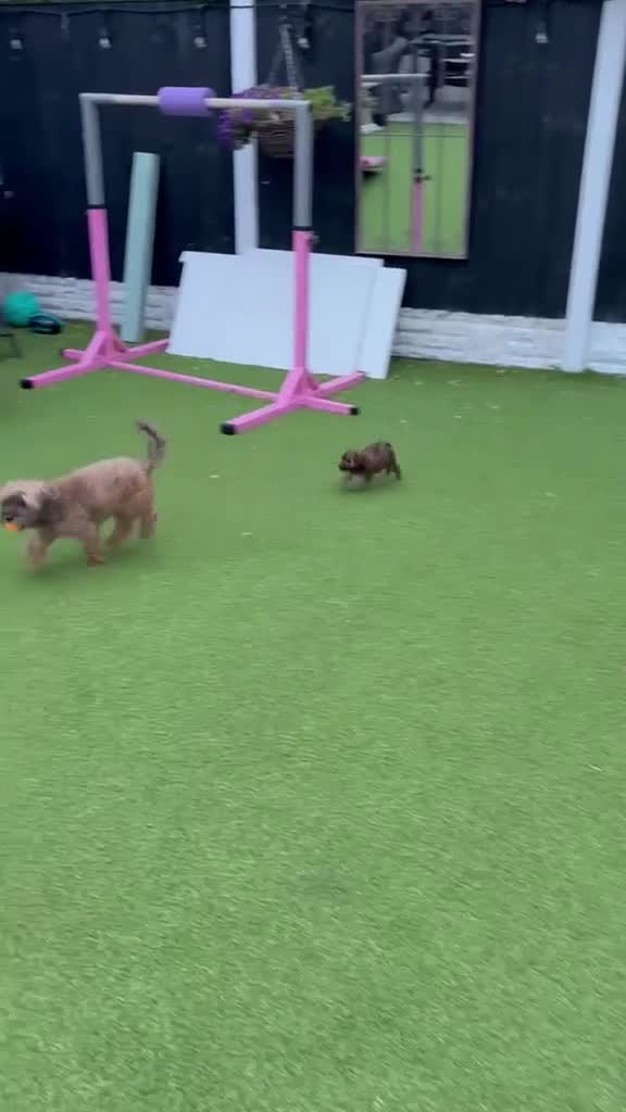 Mixed Breed dogs for sale: Shihpoo x Cockapoo little girl looking for 🏡 in Prenton - Video 1
