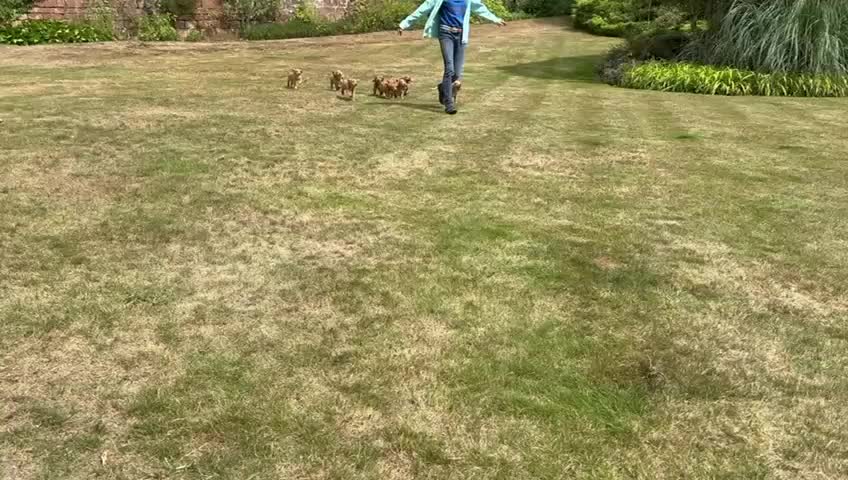 Cocker Spaniel dogs for sale: Stunning Working Cocker Spaniel Puppies - Video 1