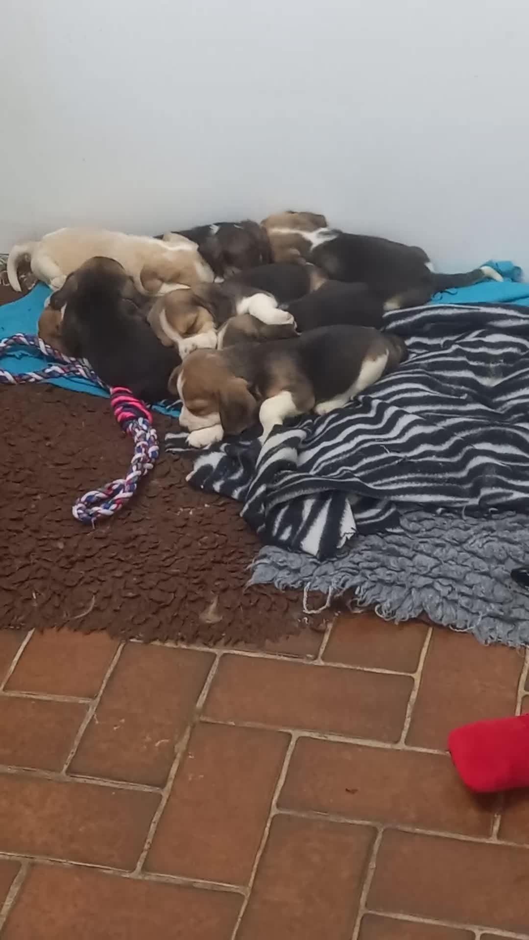 Beagle dogs for sale: KC Registered Beagle Puppies  - Video 5