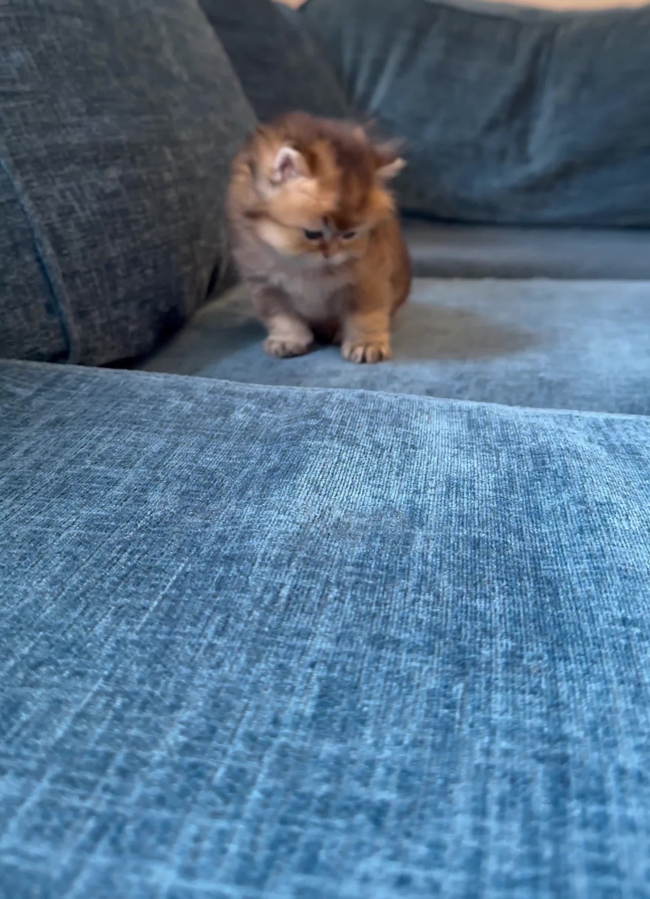 British Longhair cats for sale: Rare Golden Shaded British Longhair Girl Teddy  - Video 1