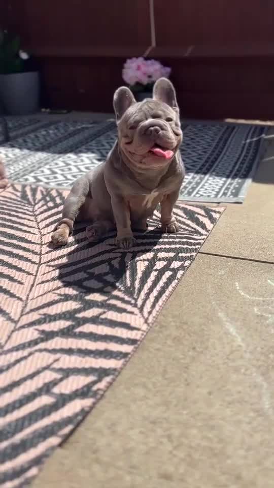 French Bulldog dogs for sale: Kc Reg Micro frenchies for sale - Video 2