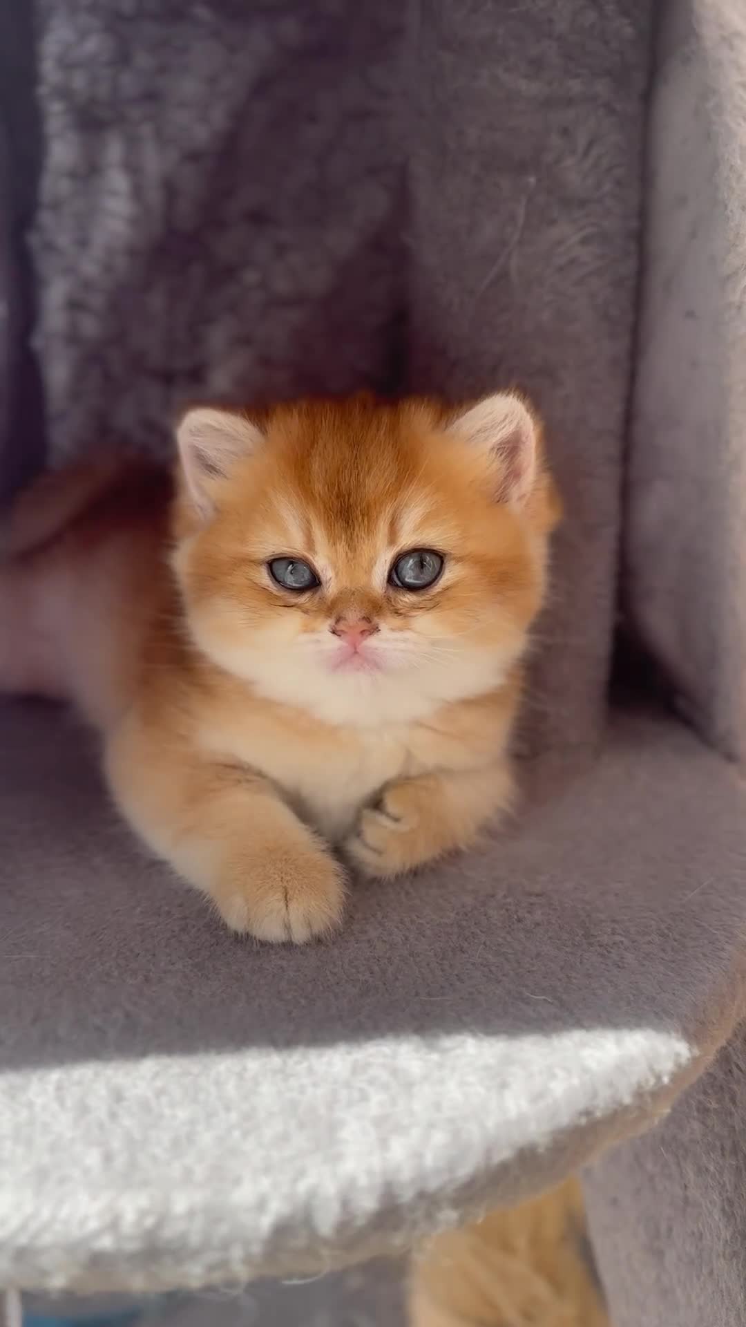 British Shorthair cats for sale: Girl Chocolate gold , TICA reg  - Video 2