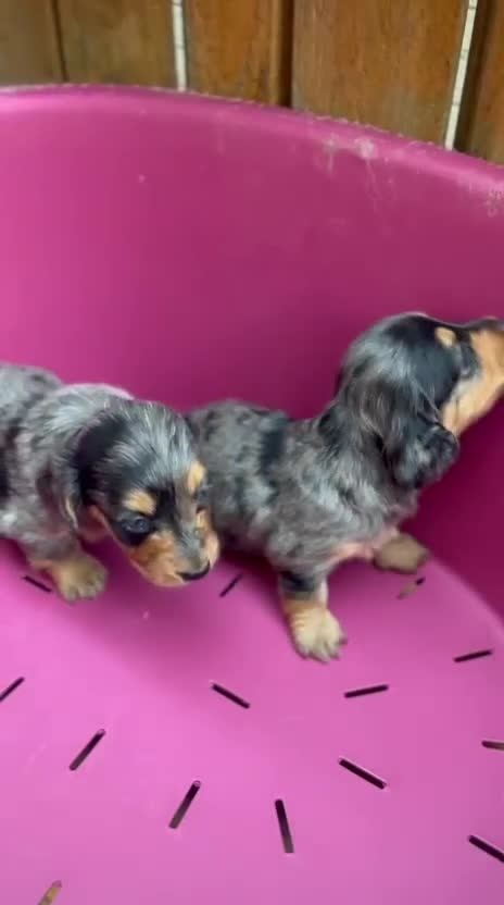 Dachshund dogs for sale: Beautiful miniature dashund  - Video 3