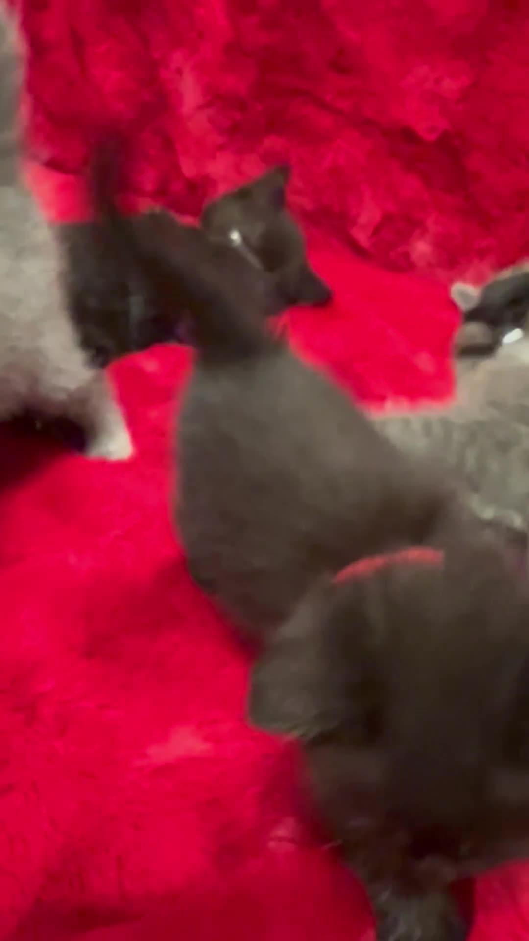 Mixed Breed cats for sale: kittens looking for a new home - Video 2