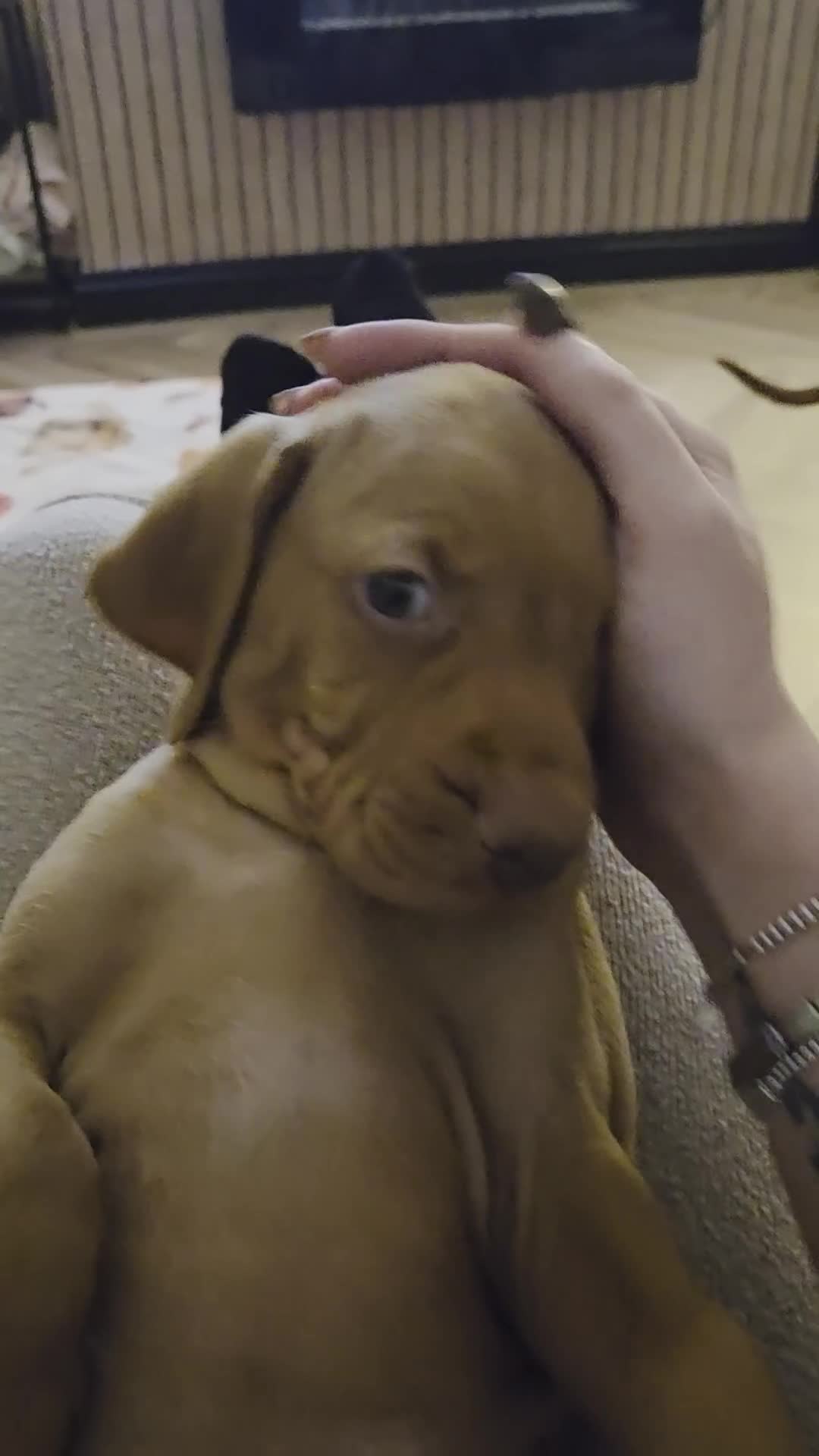 Hungarian Vizsla dogs for sale: 🧡 Hungarian Vizslas. Exceptional pedigrees 🧡 - Video 1