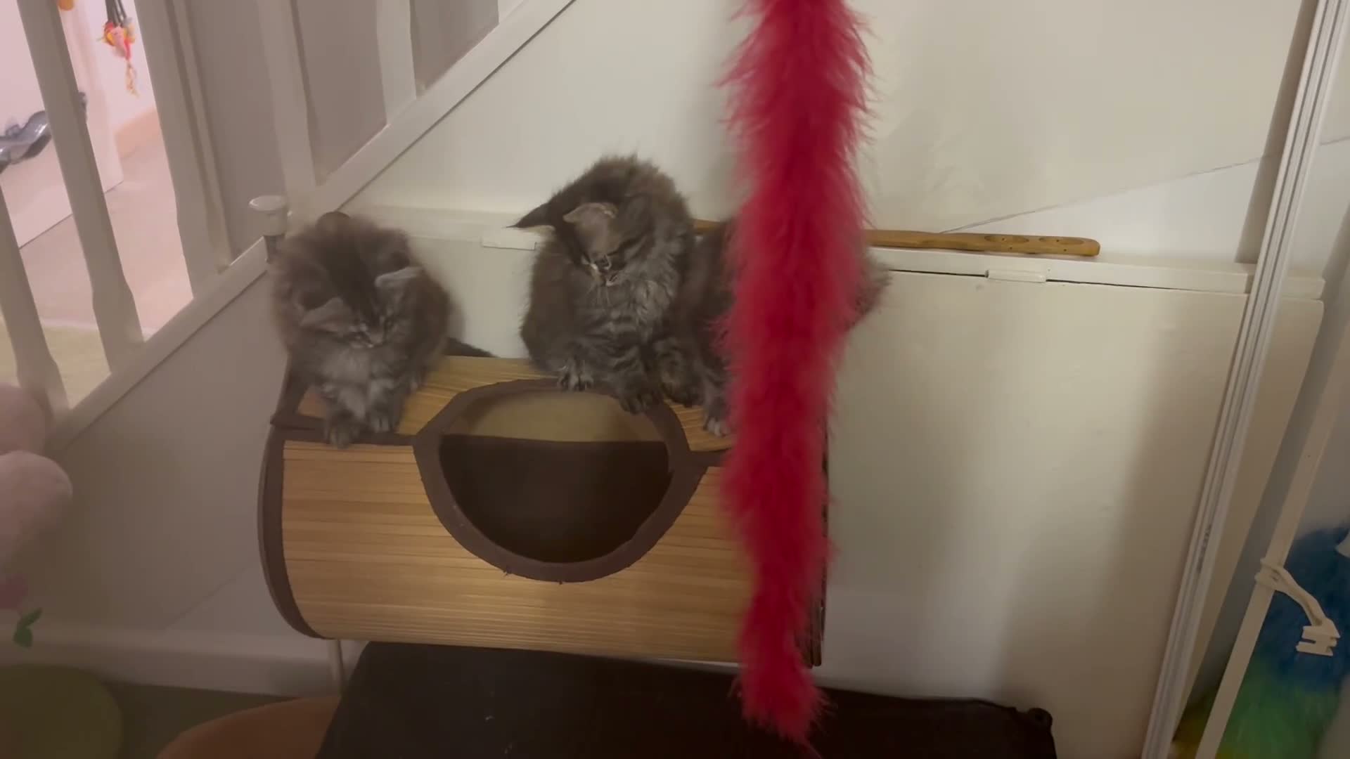 Mixed Breed cats for sale: Mainecoon/Ragdoll kittens  in Winscombe - Video 4