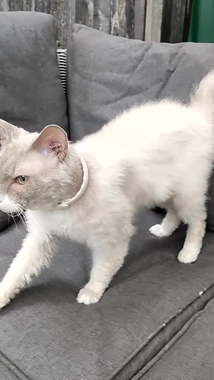 LaPerm cats for sale: Gentle Adult LaPerm male - Video 2