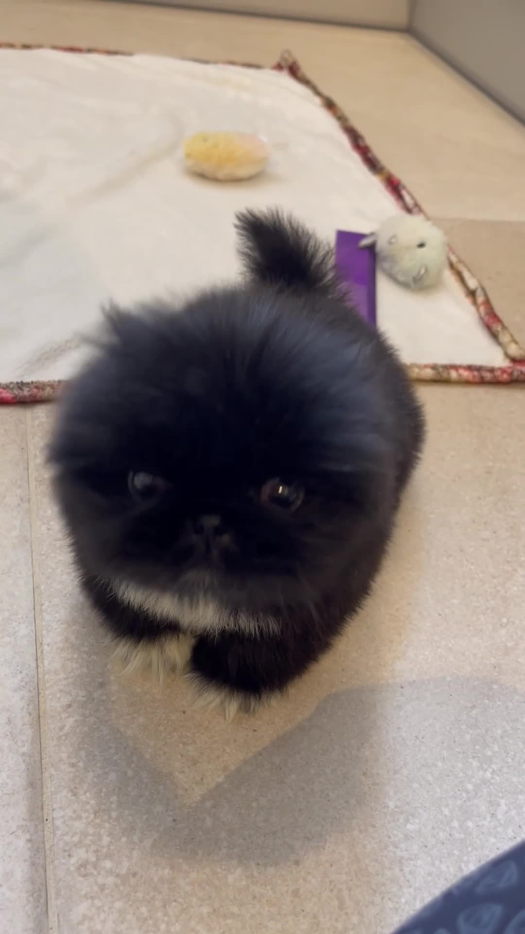 Pekingese dogs for sale: 💙Stunning Black KC registered Pekingese Puppy💙 - Video 1