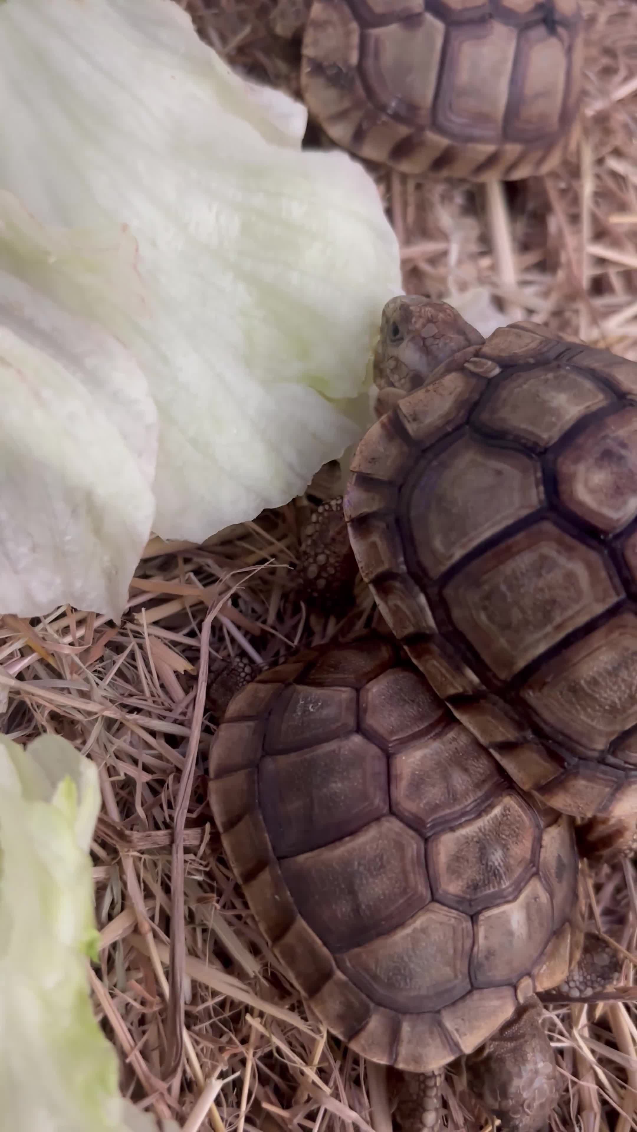 Tortoise reptiles for sale: Tortoise - Video 1