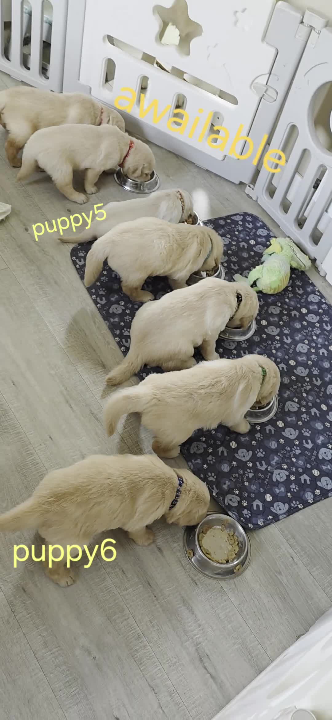 Golden Retriever dogs for sale: 5* Golden Retriver puppies - Video 1