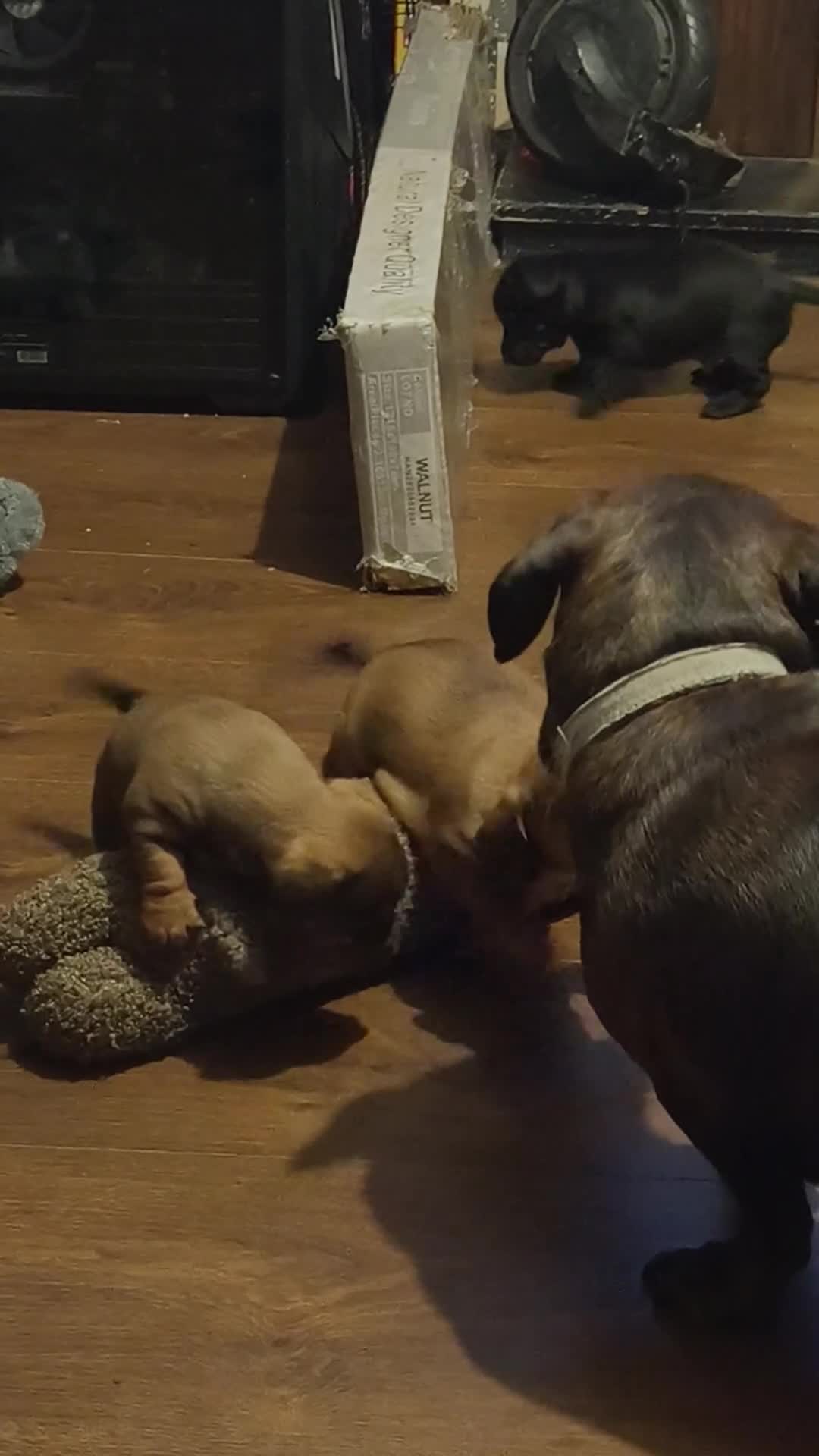 Dachshund dogs for sale: Dachshund puppies - Video 1